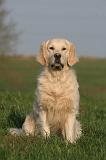 GOLDEN RETRIEVER 1041